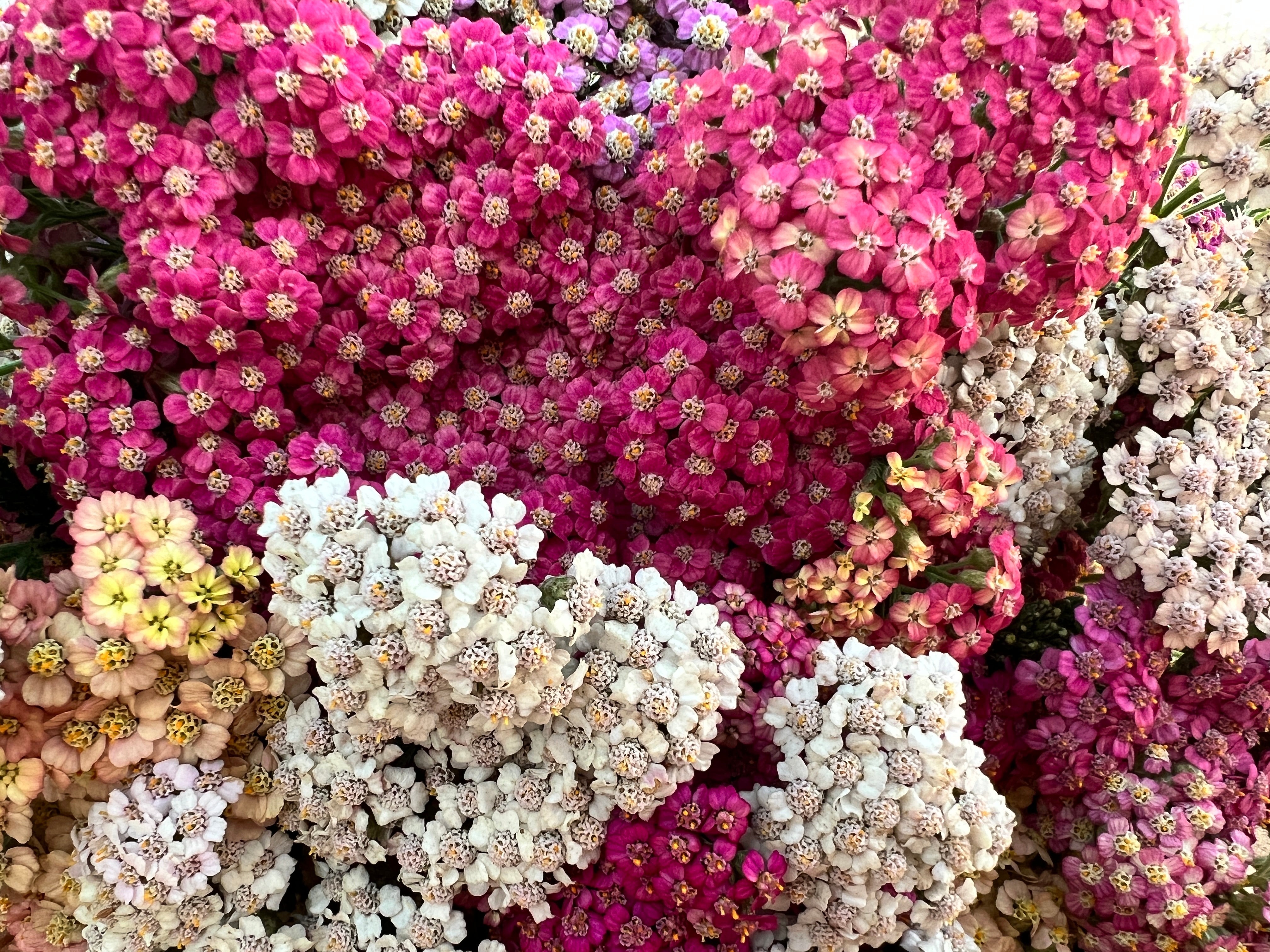 How to Grow Yarrow  Flower People