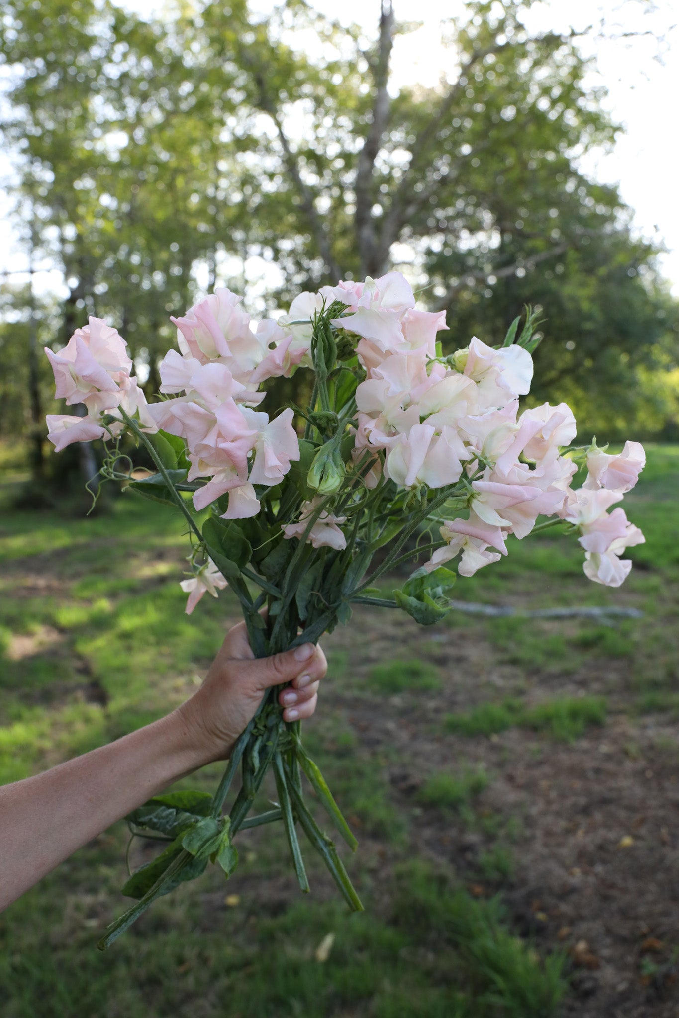 Sweet Pea 'Castle Wellan'