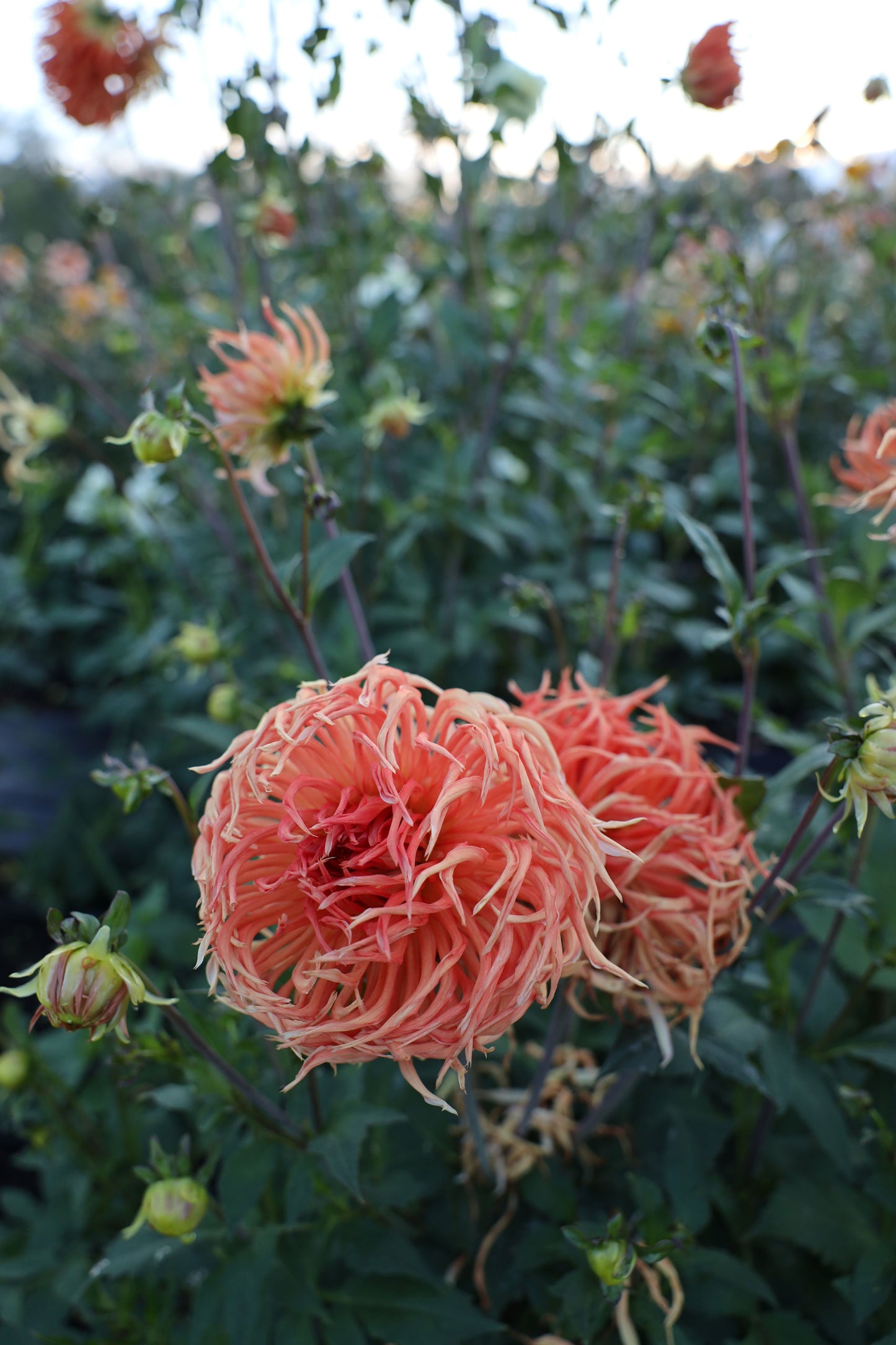 Bed Head Dahlia