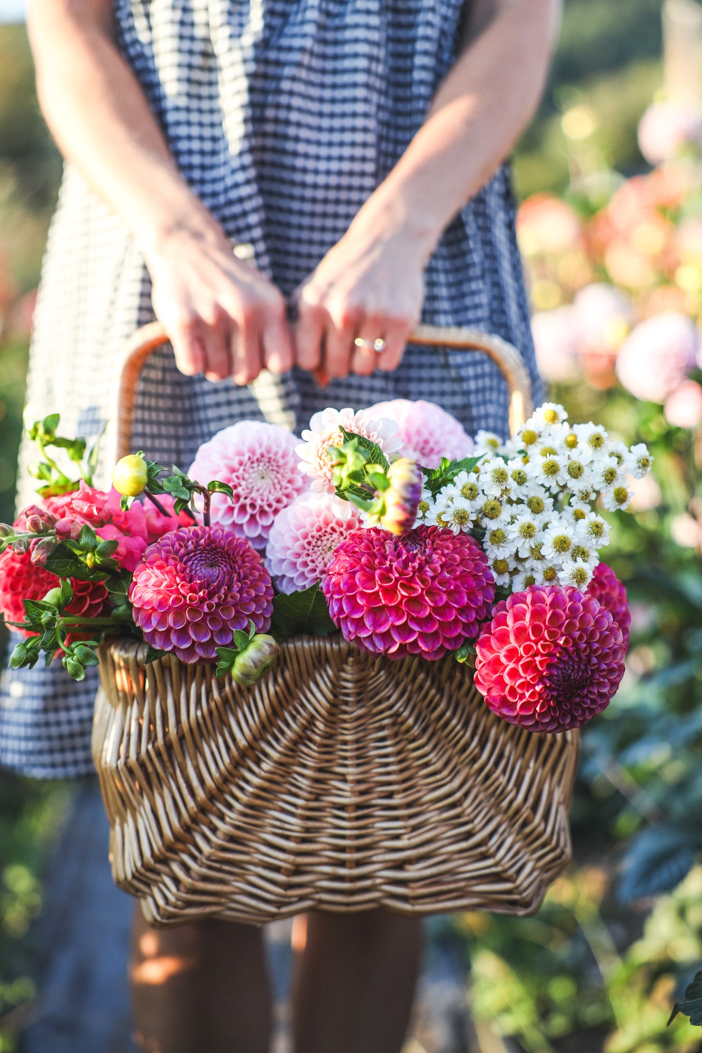 Dahlia Seeds - Unicorn Mix