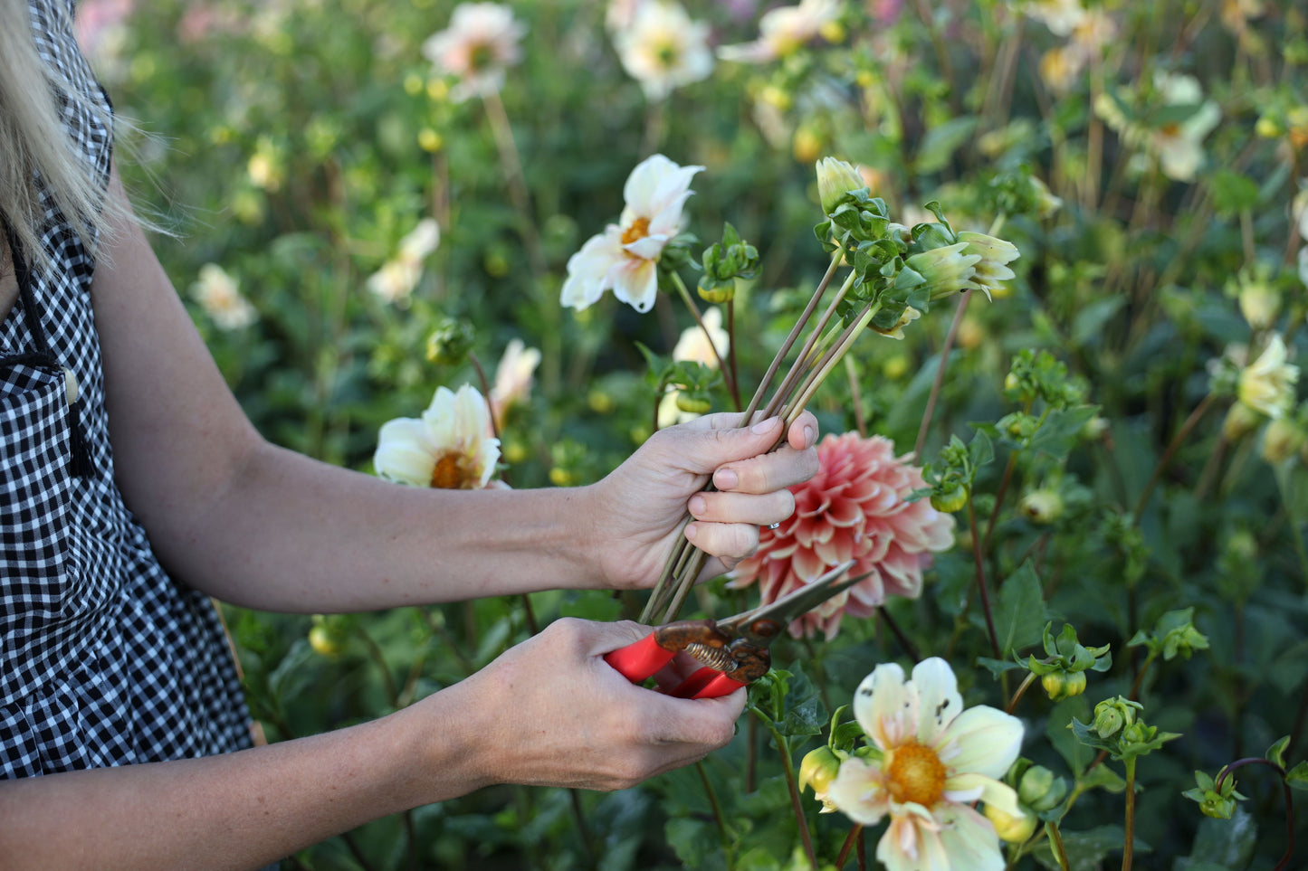 Dahlia Seeds - Unicorn Mix