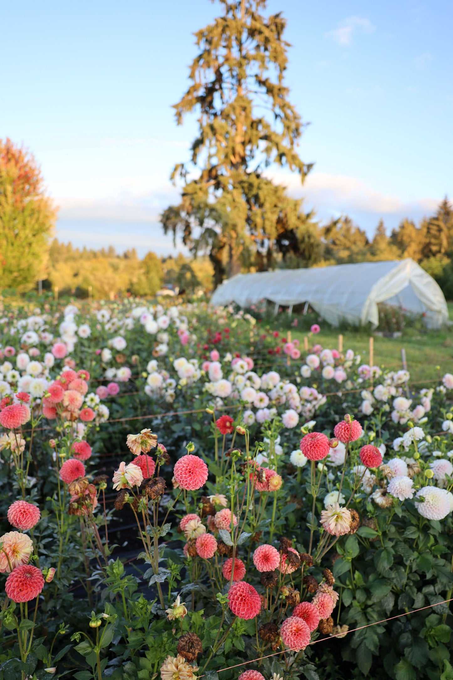 Dahlia Seeds - Unicorn Mix