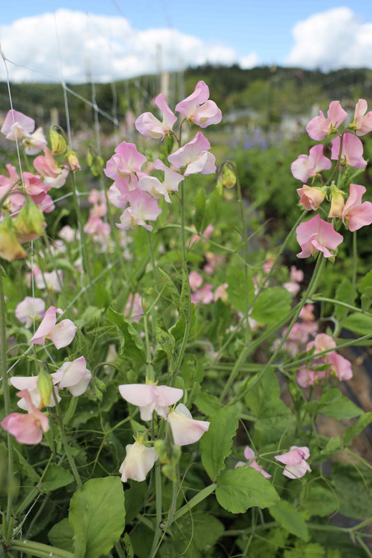 Sweet Pea 'Alisa'