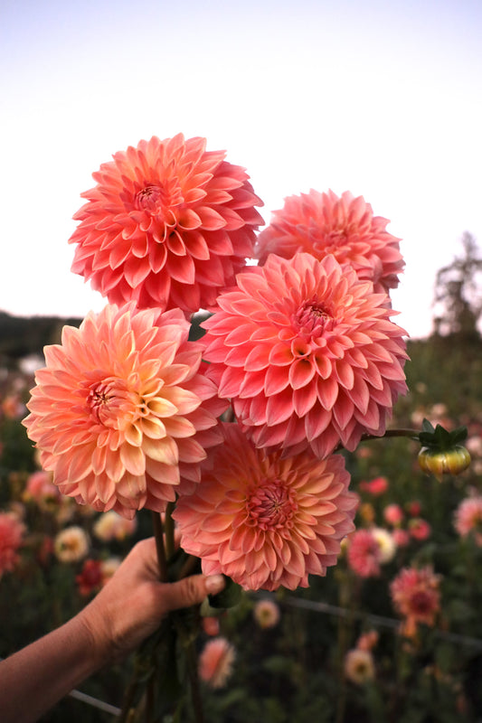 Bloomquist Alan Dahlia