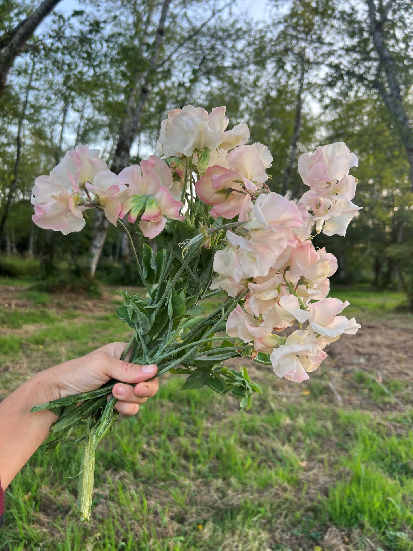 Sweet Pea 'Alyson D'