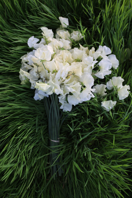 Sweet Pea 'Jilly'