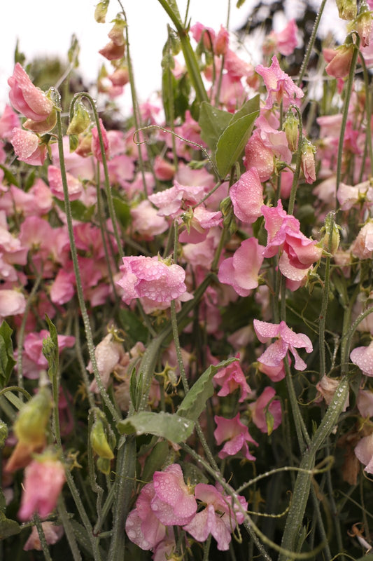 Pink Alisa sweet pea flowers with water droplets growing on the vine