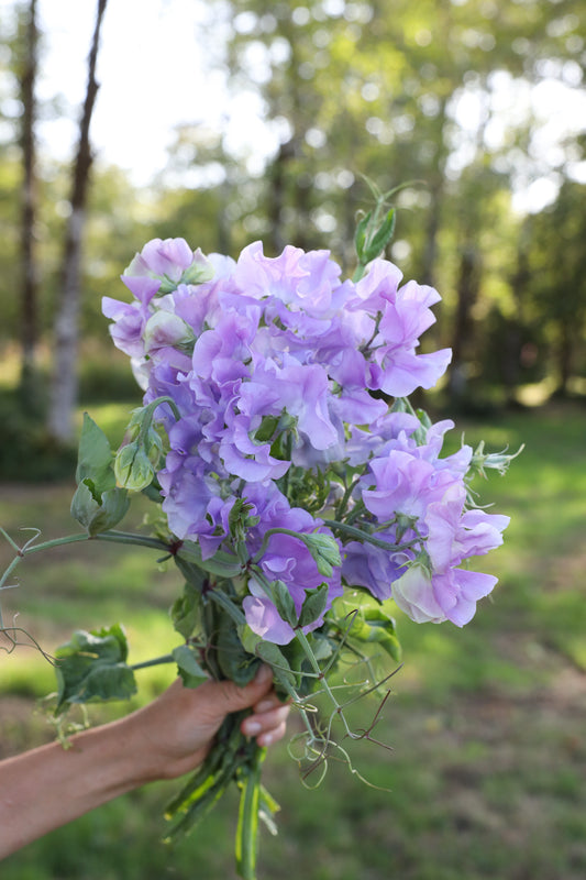 Sweet Pea 'Andrew Cavendish'