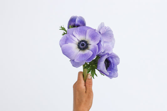 Anemone Plus Azzuro - 10 corms