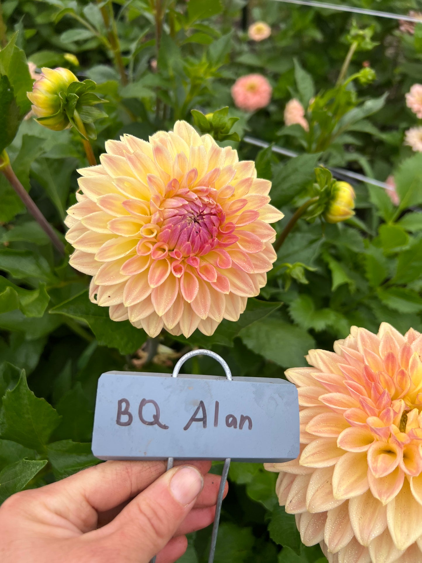 Bloomquist Alan Dahlia