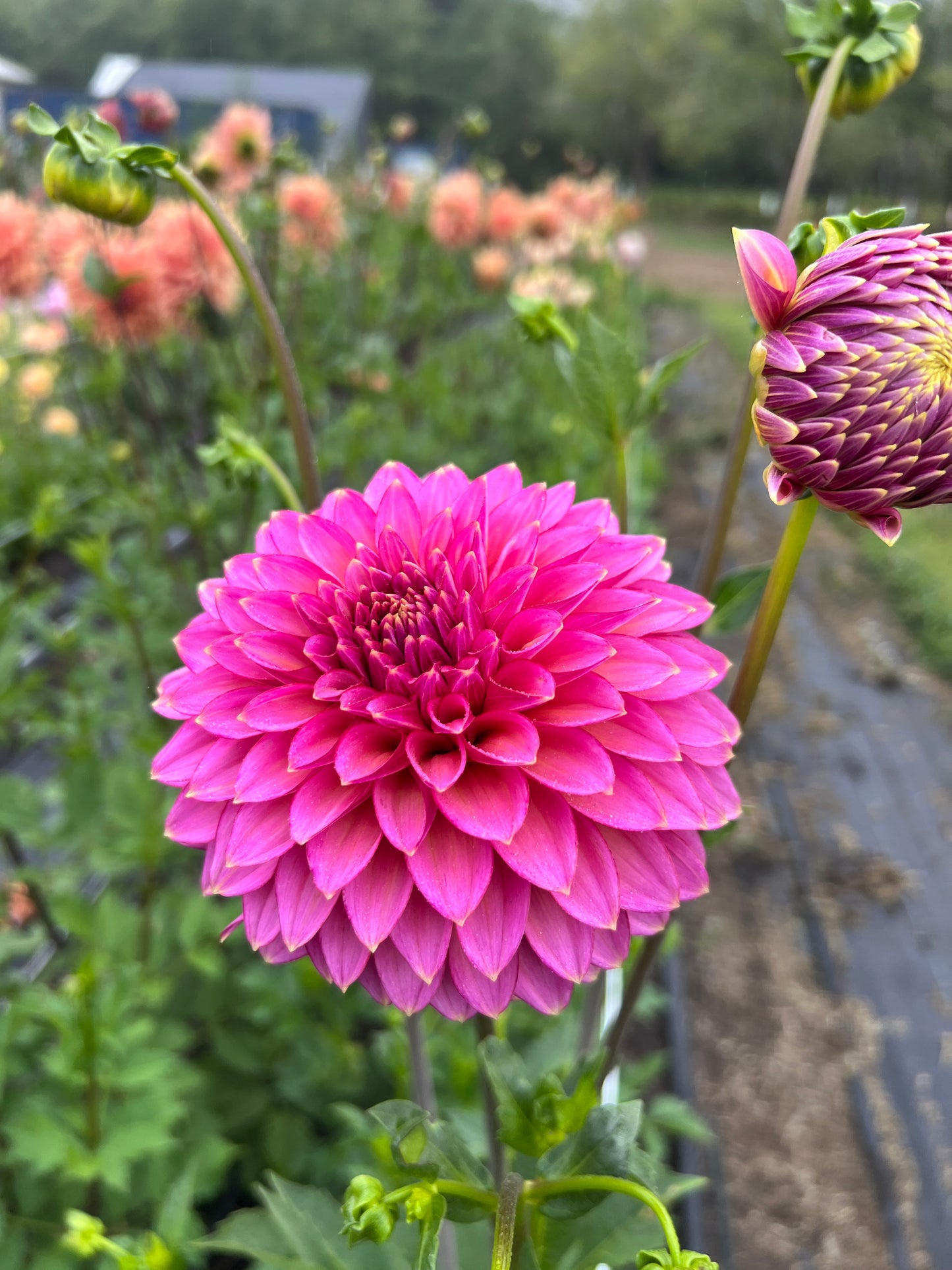 Bloomquist Mojo Dahlia