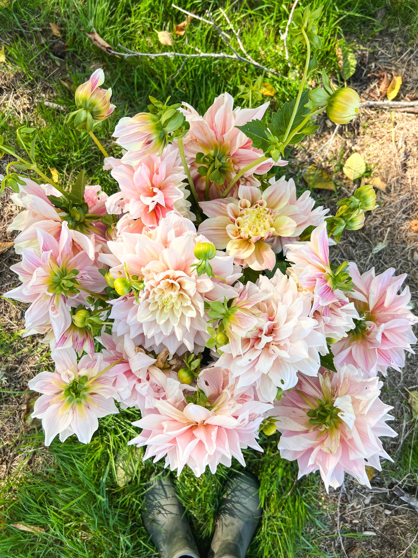 Break Out Dahlia