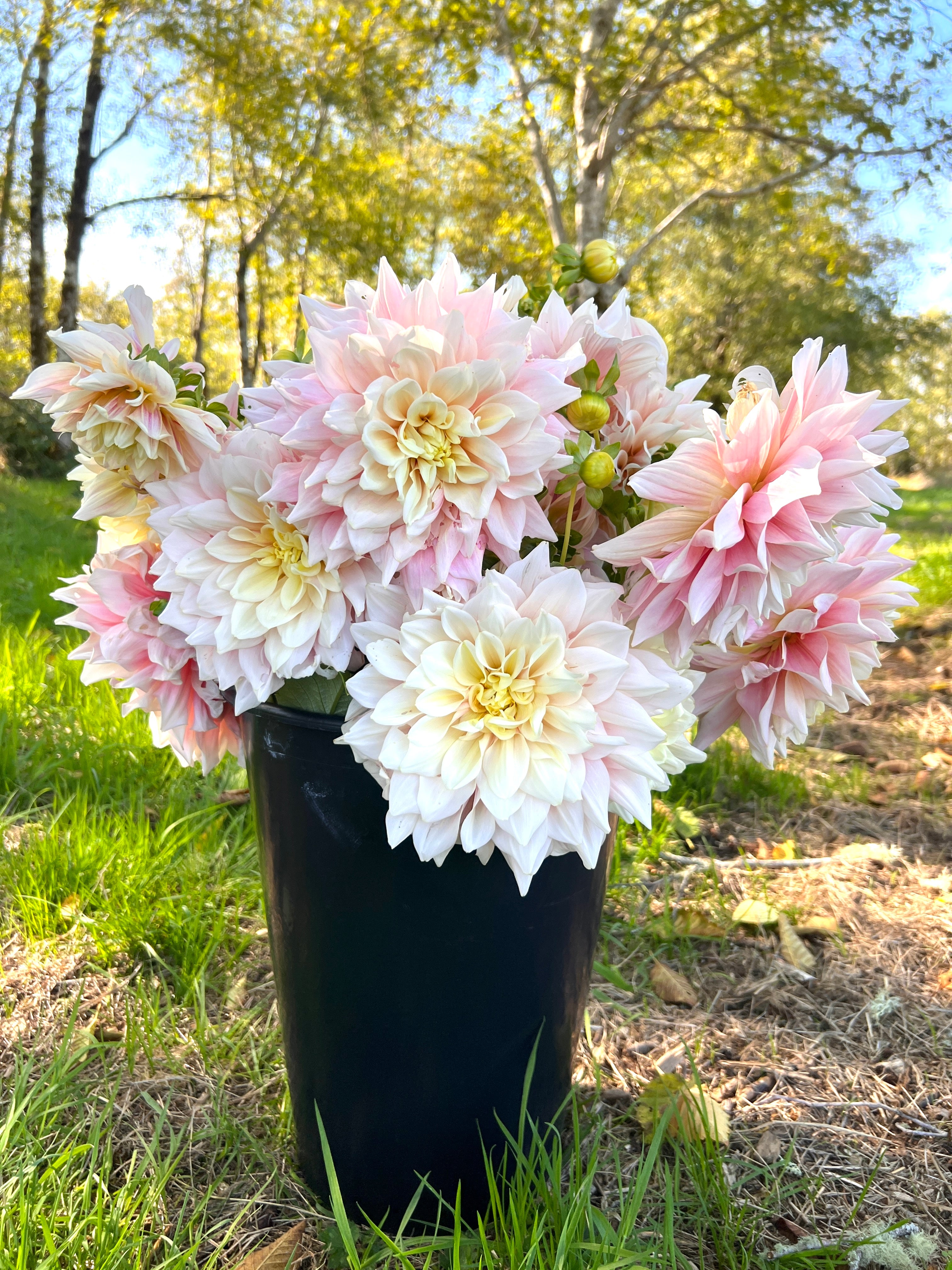 Break Out Dahlia – Flower People