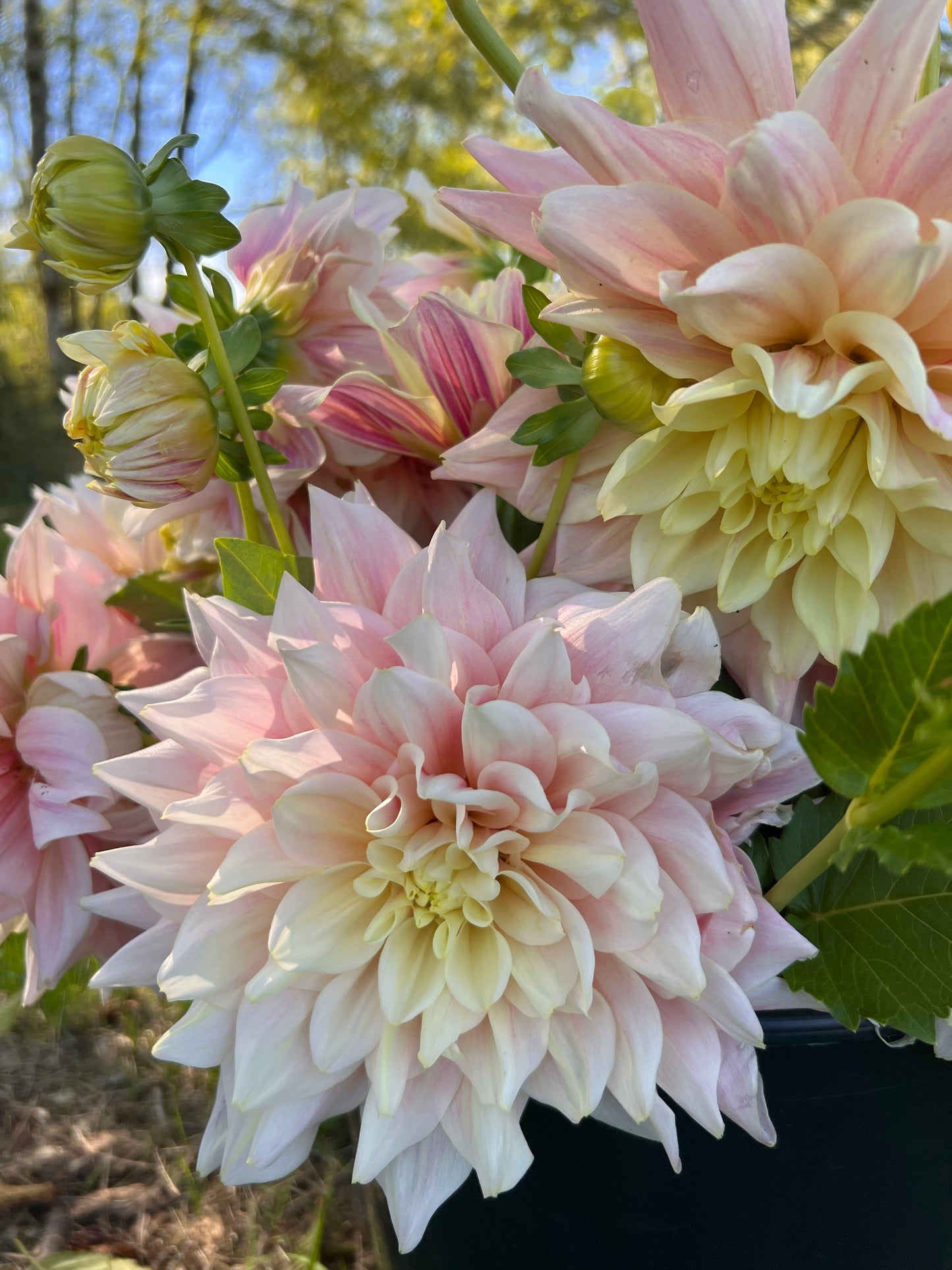 Break Out Dahlia