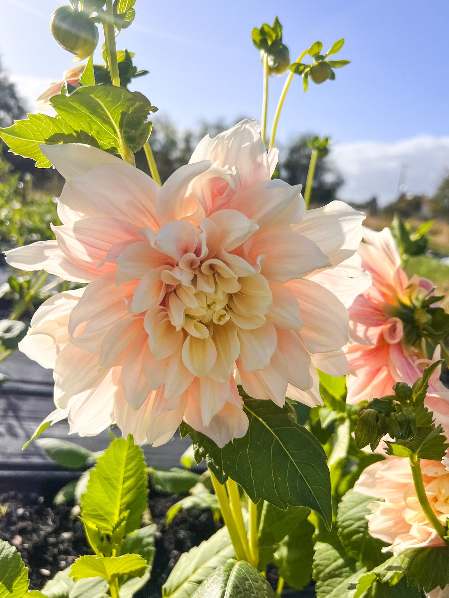 Break Out Dahlia