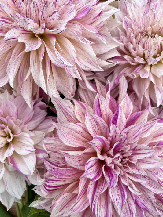 Cafe au Lait Twist Dahlia