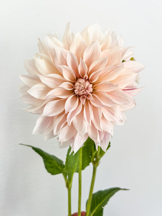 Cafe au Lait Dahlia