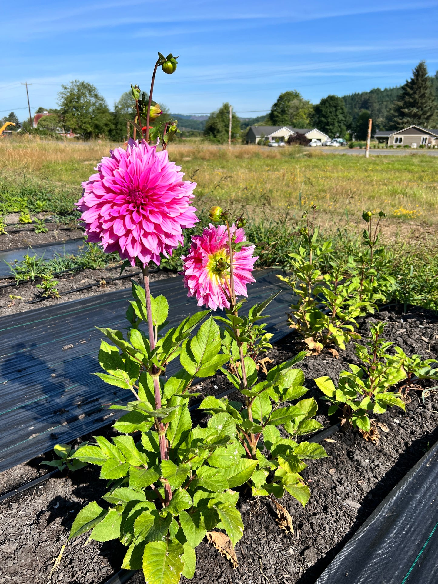 Cafe au Lait Rose Dahlia
