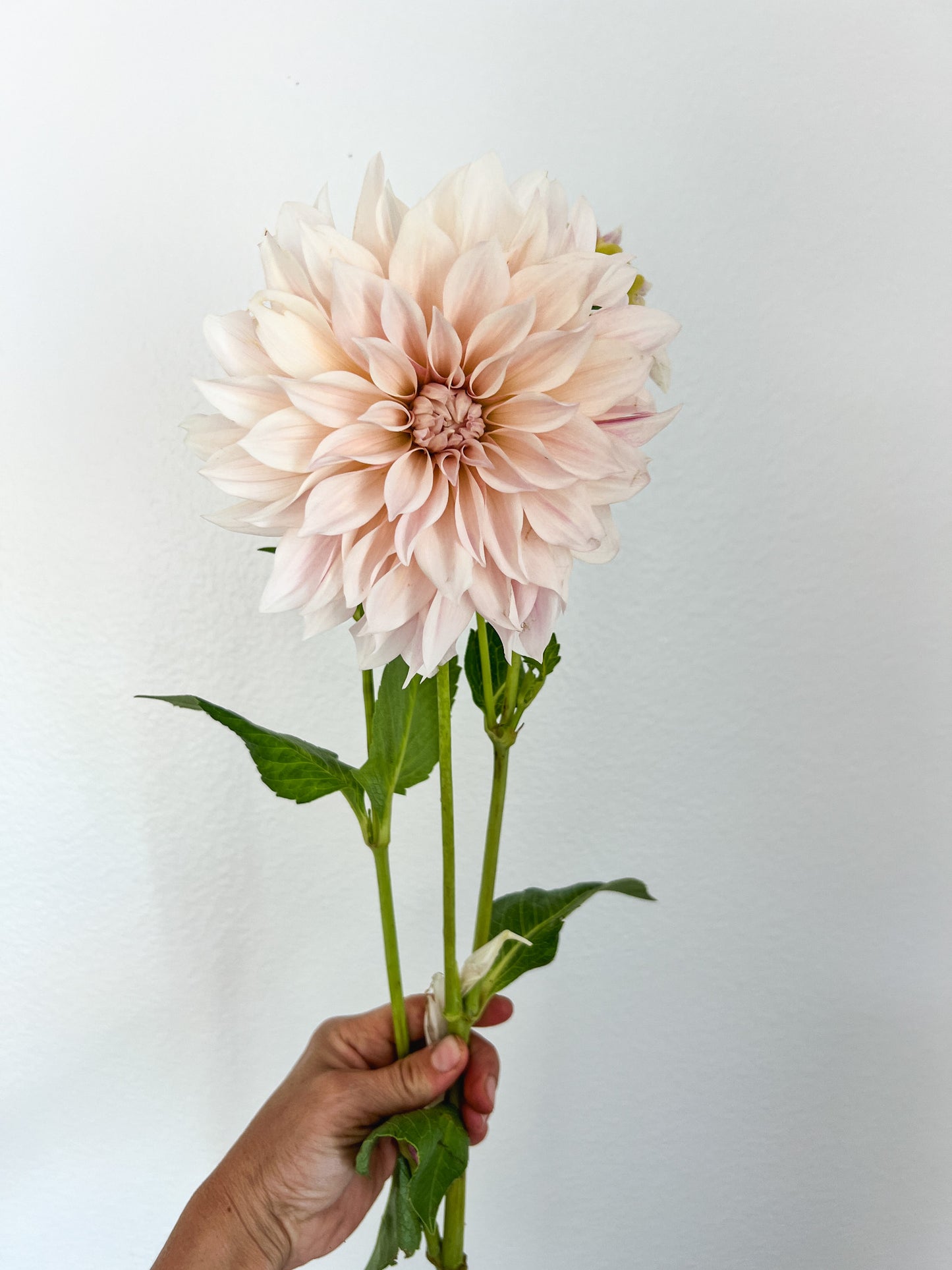 Cafe au Lait Dahlia