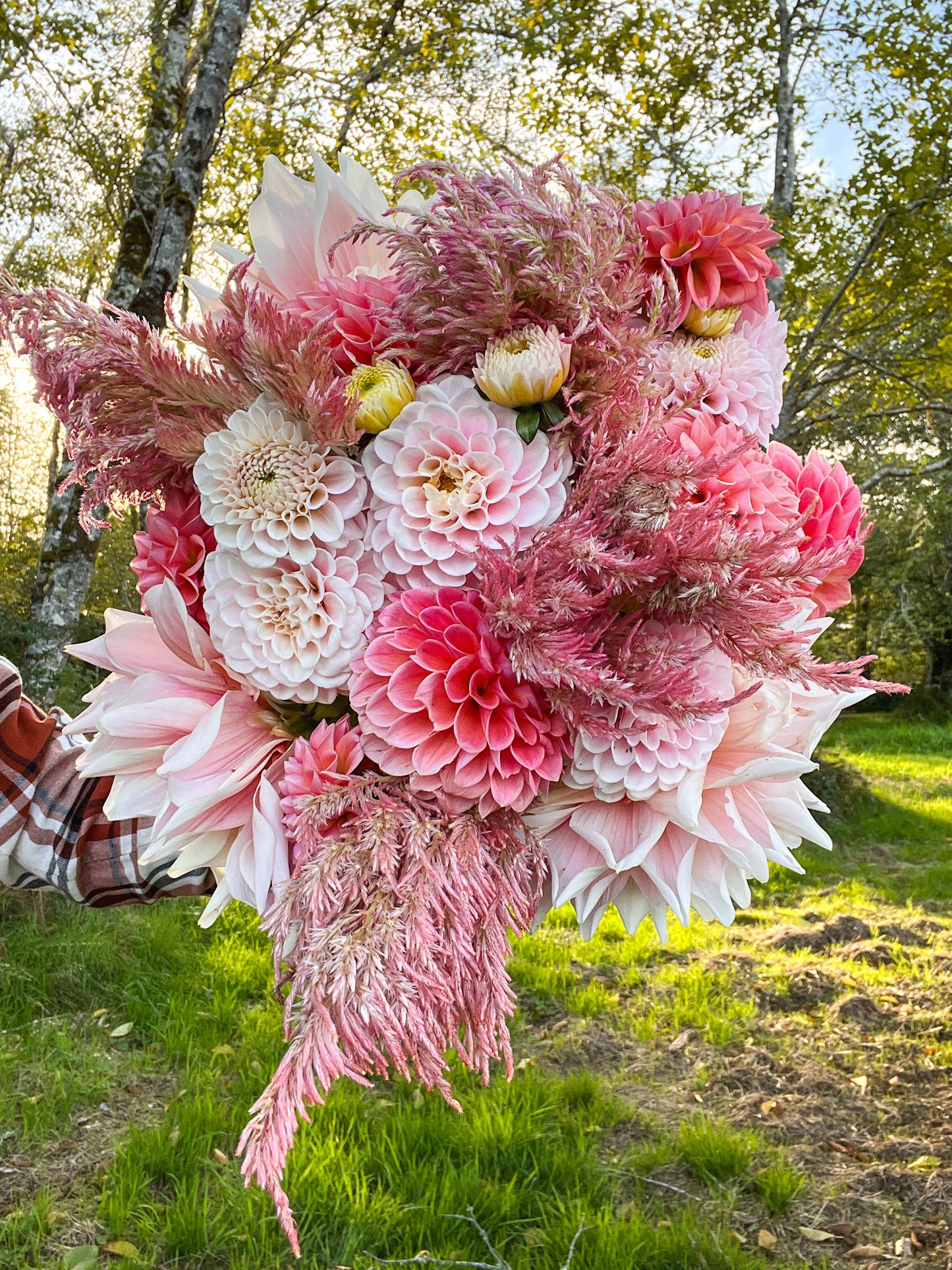 Celosia 'Coral Mix'