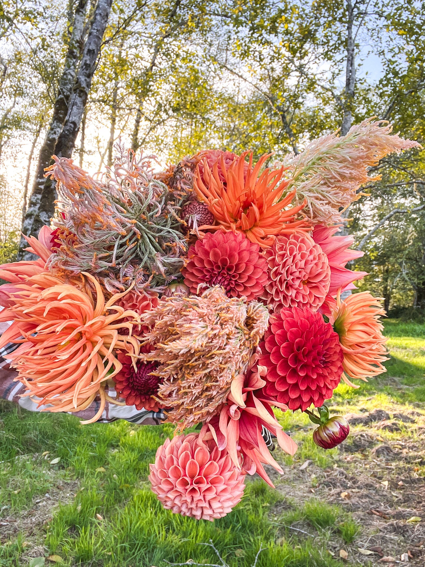 Celosia 'Coral Mix'