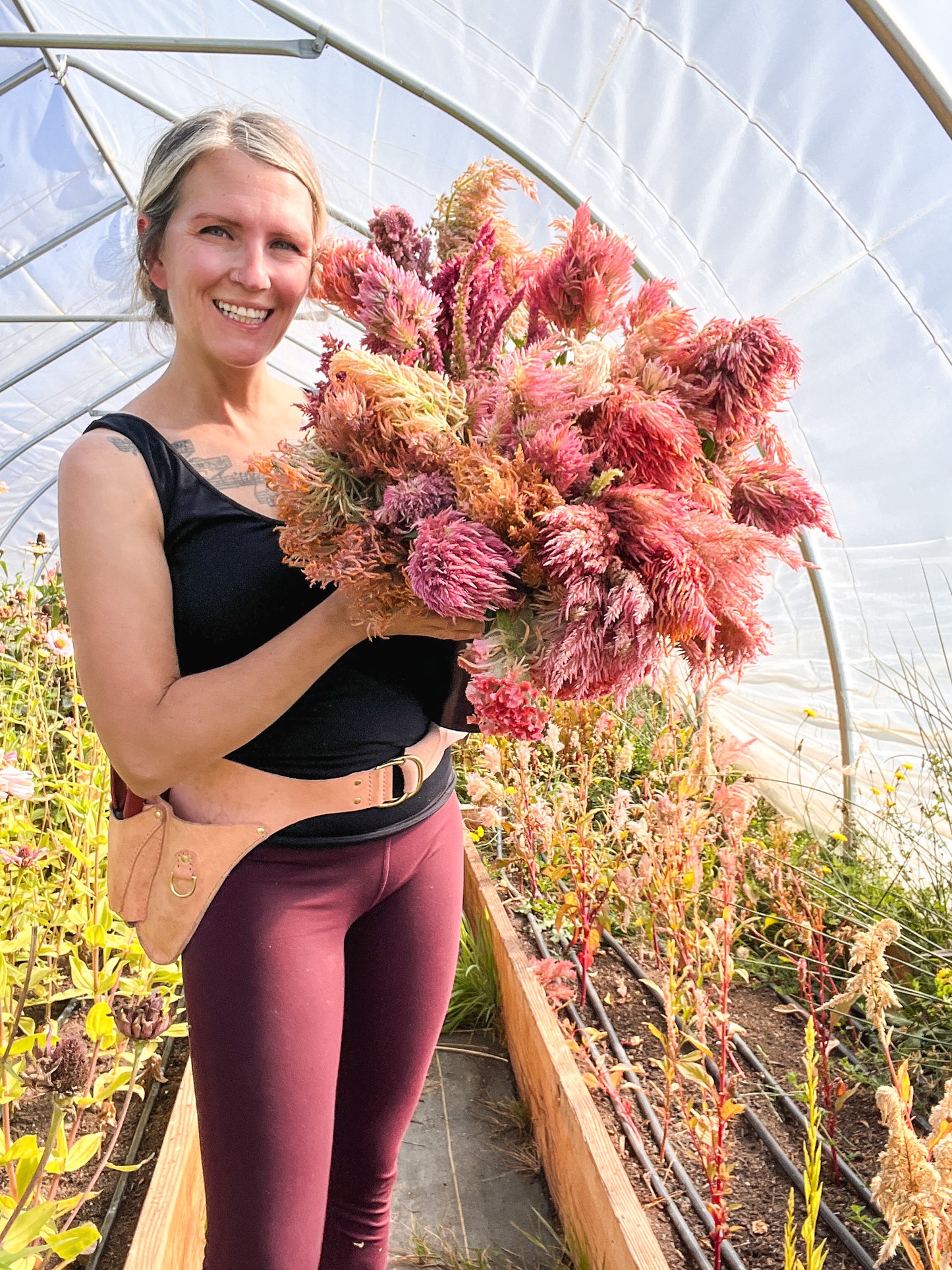 Celosia 'Coral Mix'