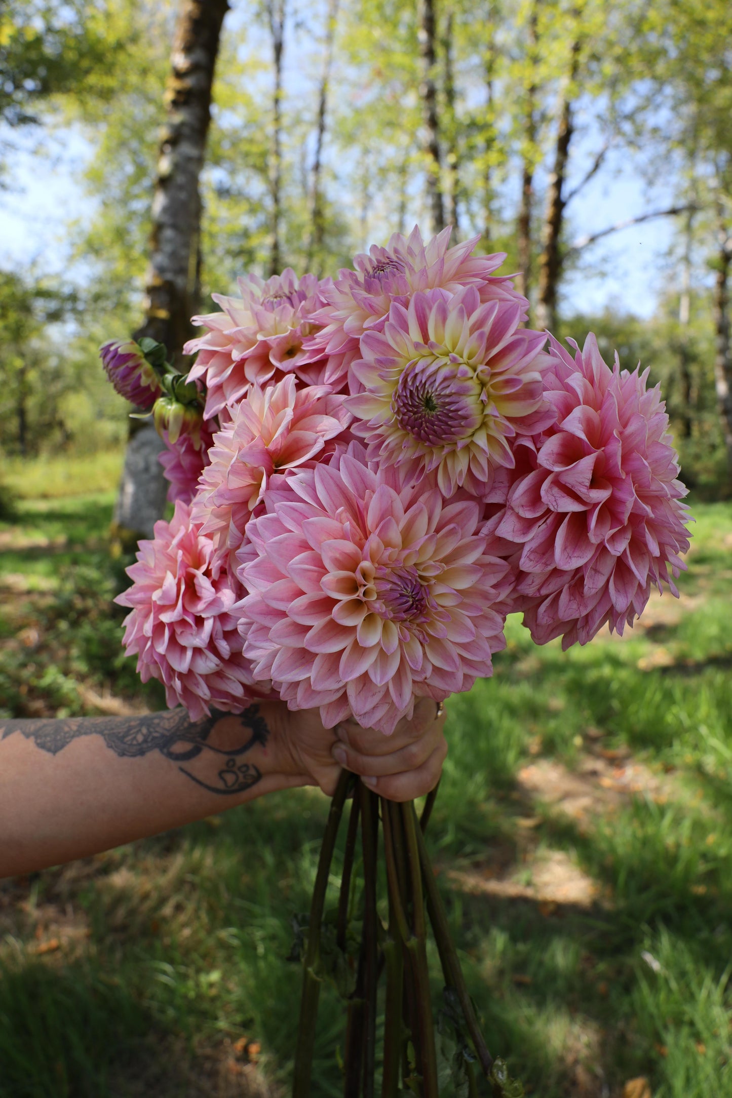 Coralie Dahlia