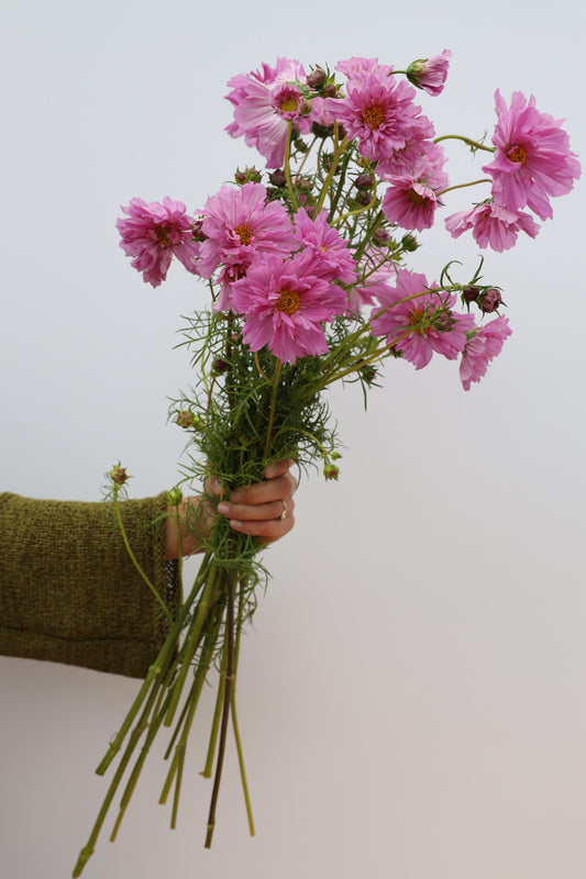 Cosmos ‘Double Click Rose Bonbon’
