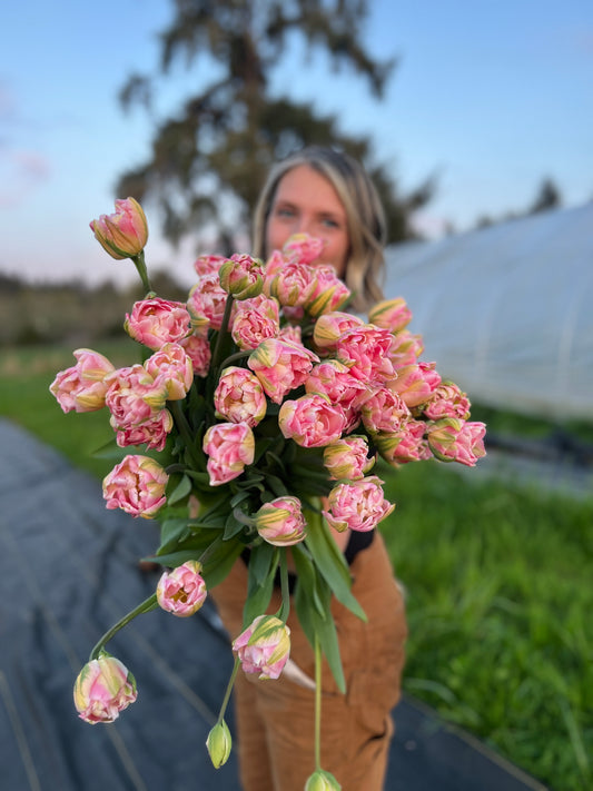 Finola Tulip - 10 Bulbs