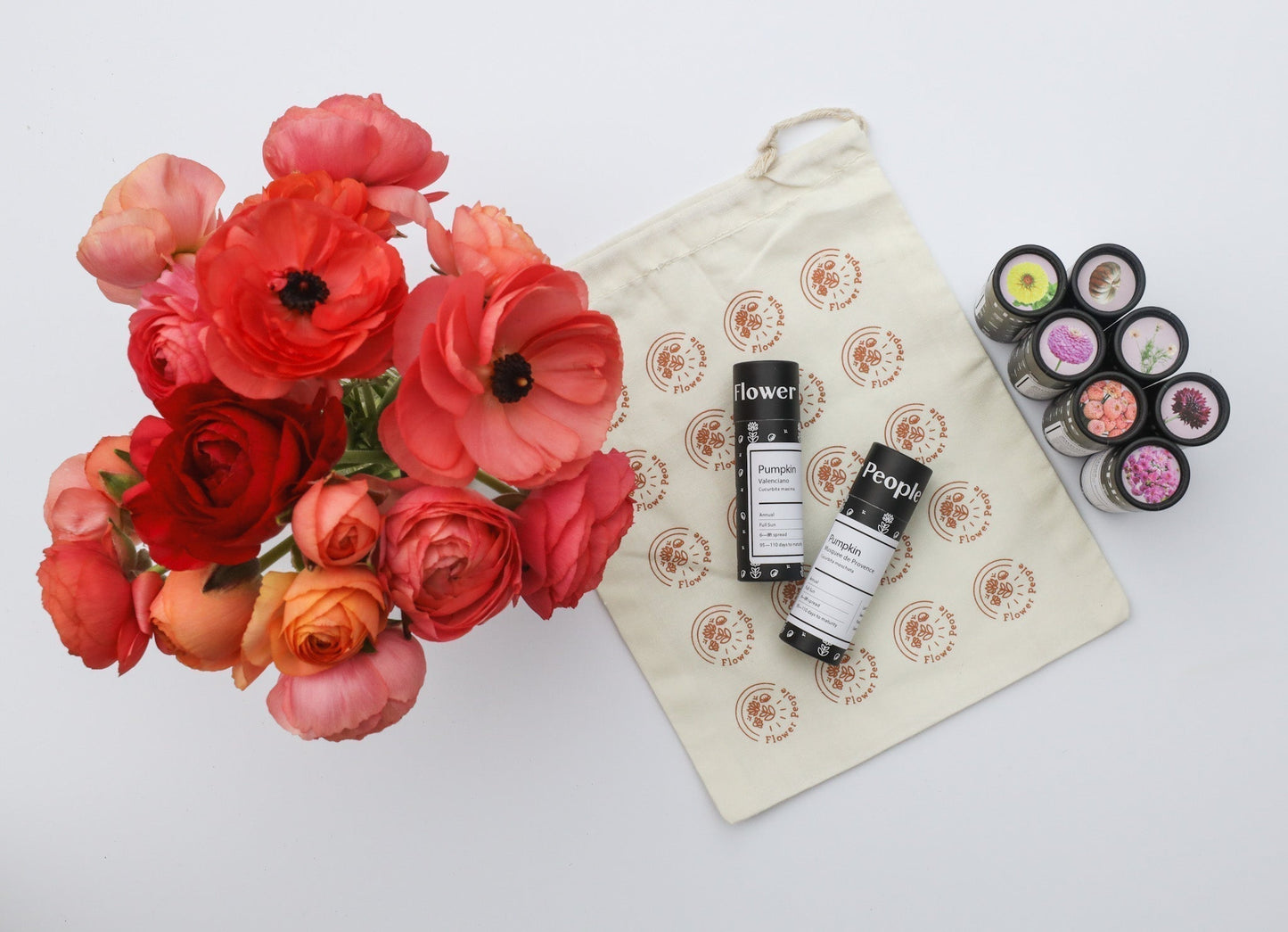 Helipretrum 'Pierrot Red' (Paper Daisy)