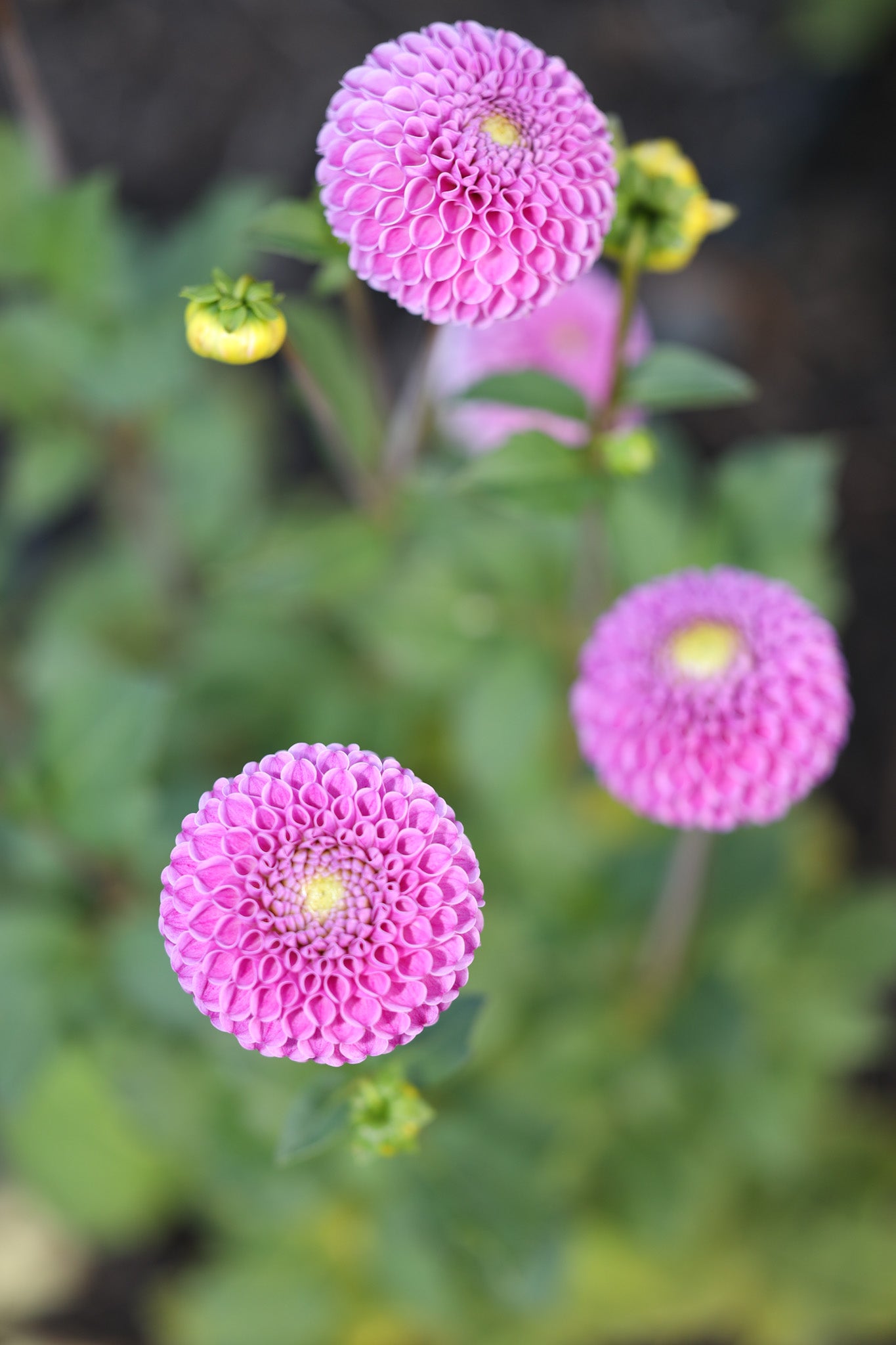 Franz Kafka Dahlia