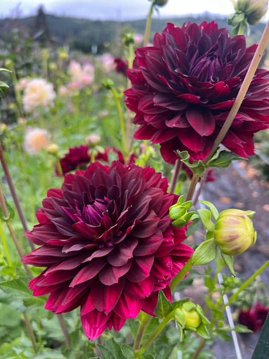 Hollyhill Black Widow Dahlia