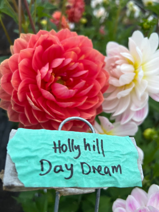 Hollyhill Daydream Dahlia - LIMIT 1