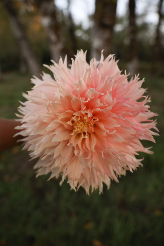 Hapet Champagne Dahlia