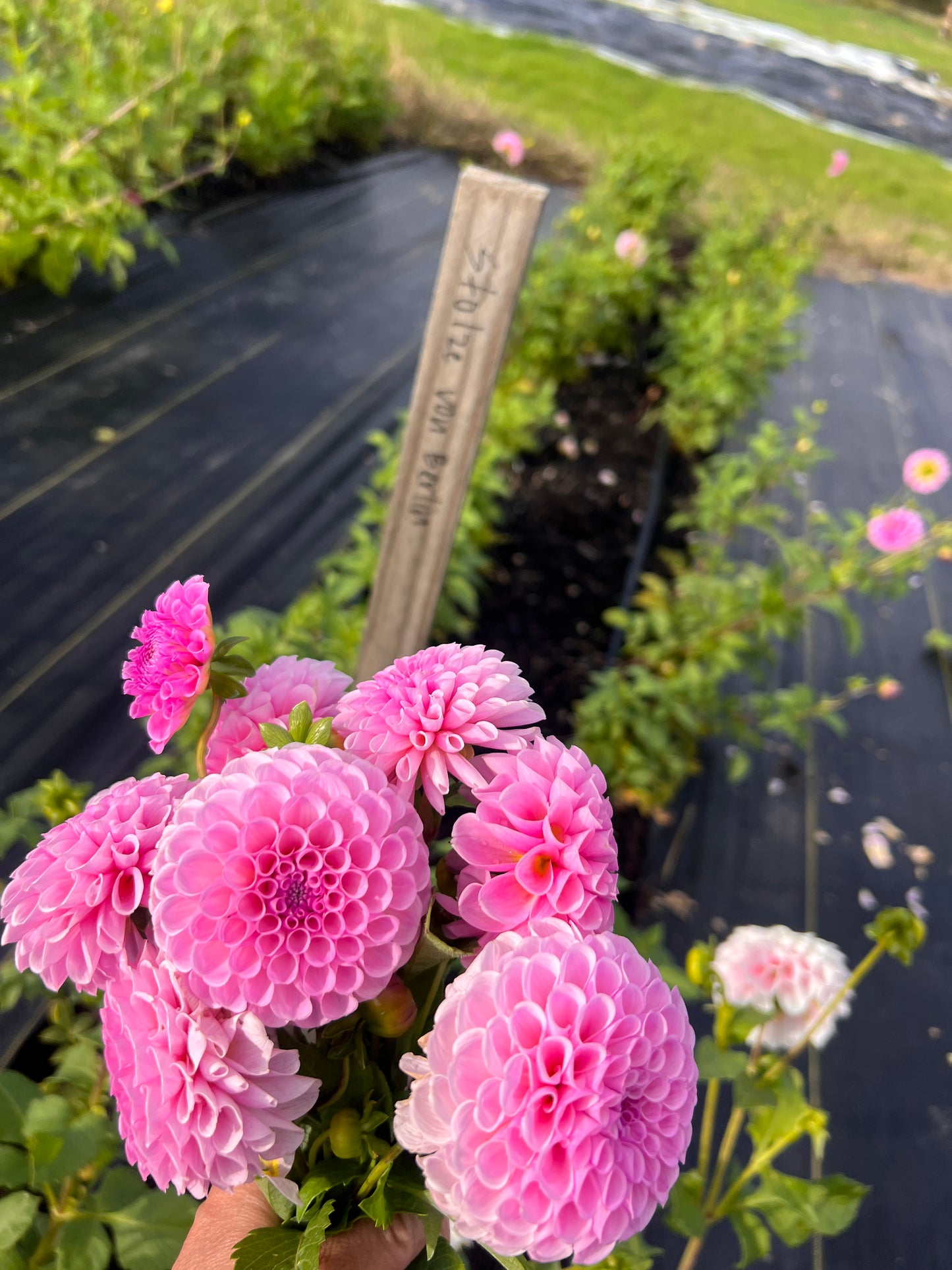 Stolze von Berlin Dahlia