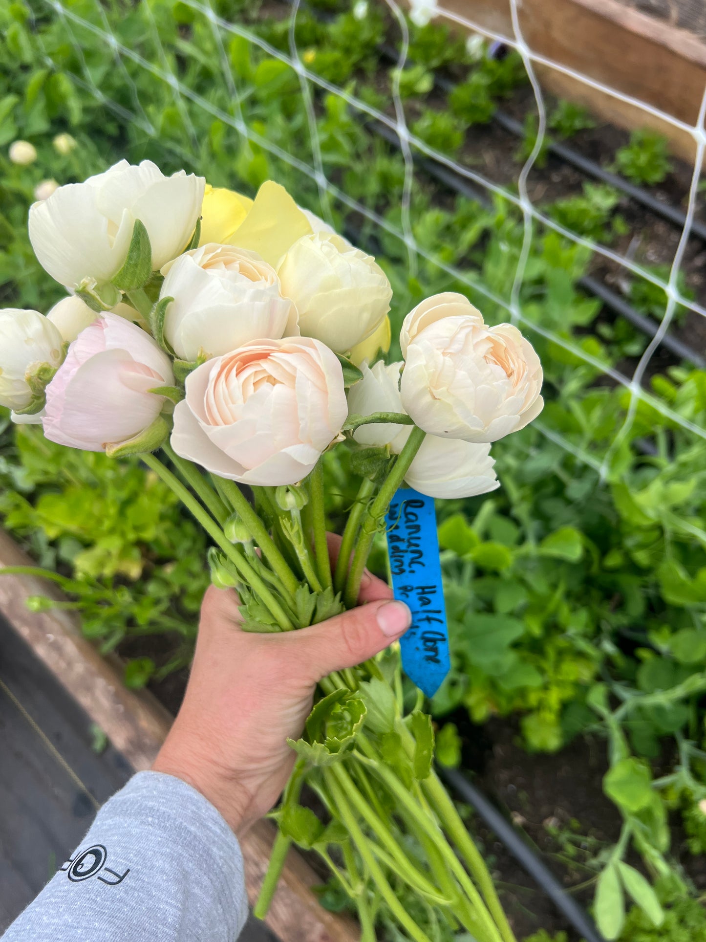 Ranunculus Half Clone Wedding Pastels - 15 corms