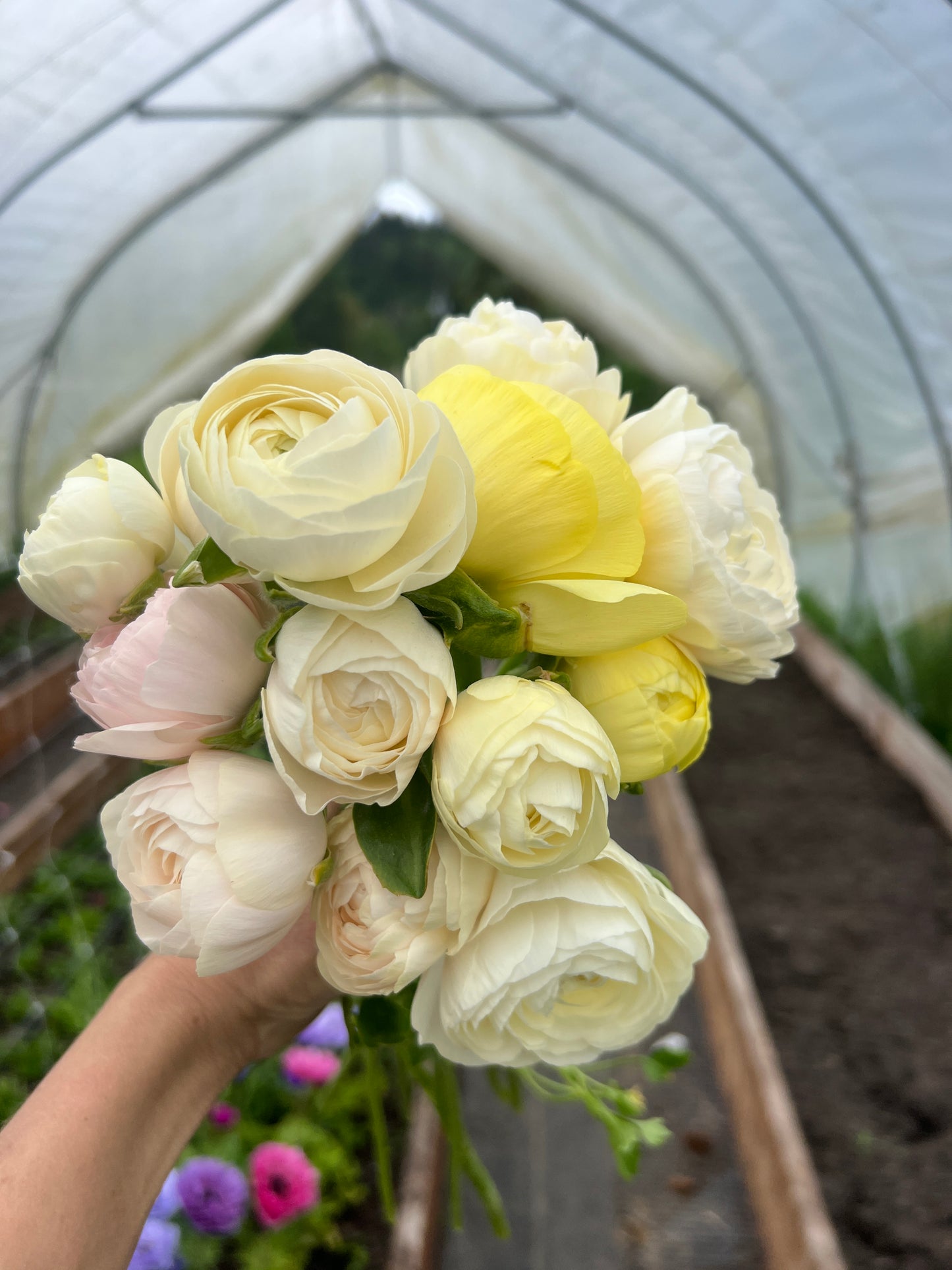 Ranunculus Half Clone Wedding Pastels - 15 corms