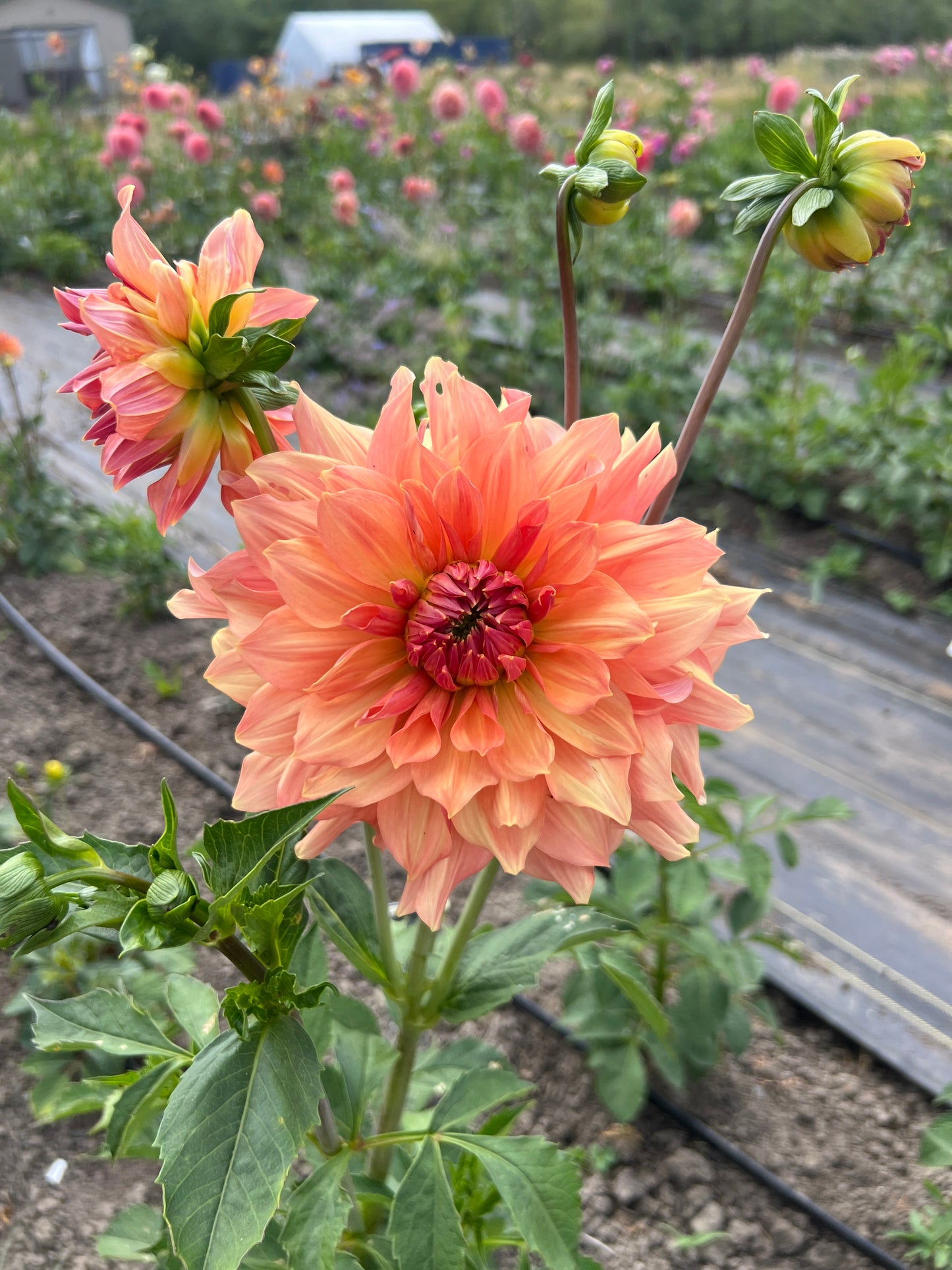 Peach Bud Dahlia