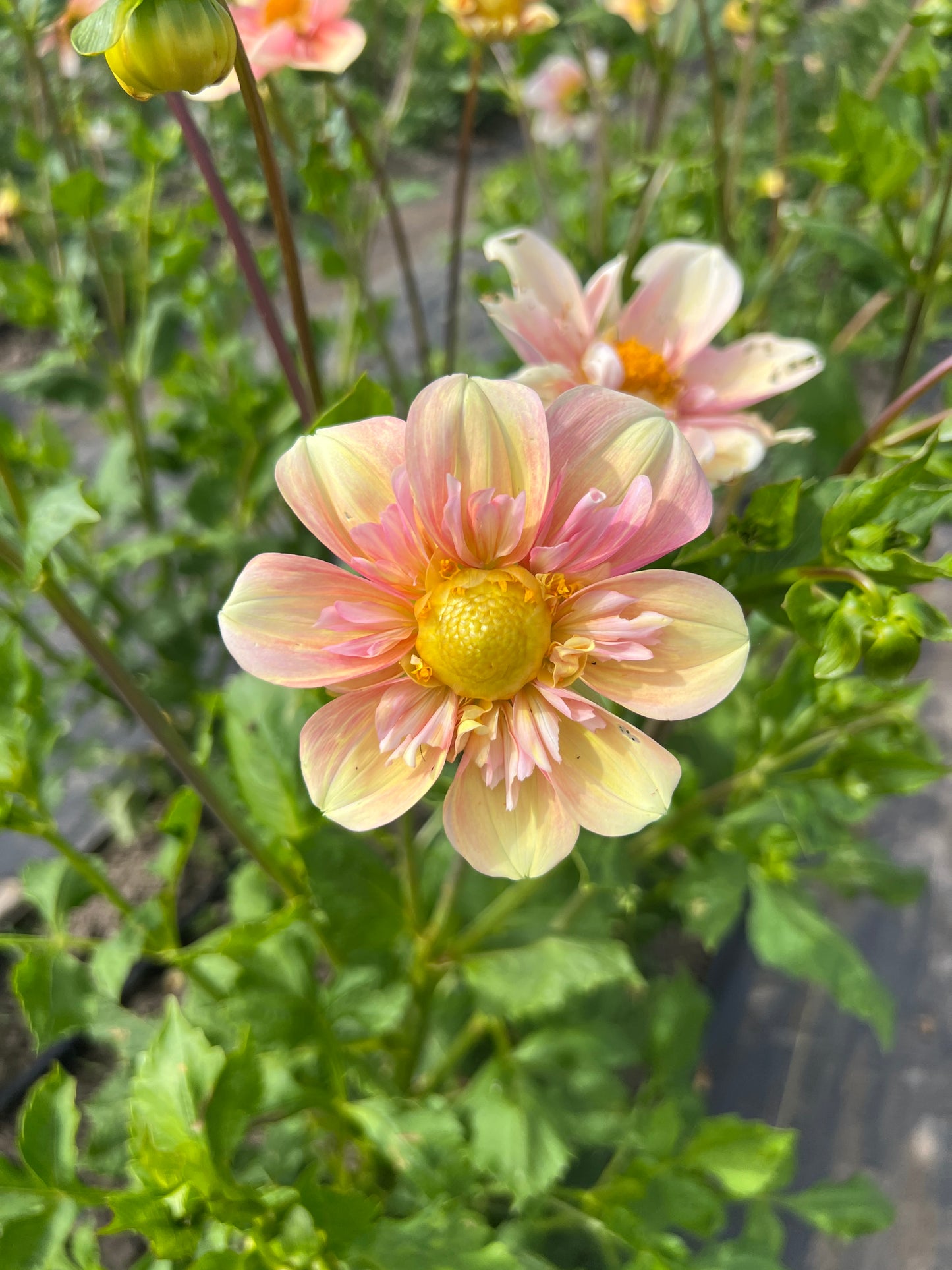 Apple Blossom Dahlia