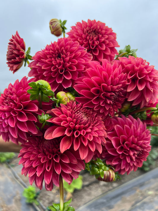 KA® Rosie Jo Dahlia - Limit 1