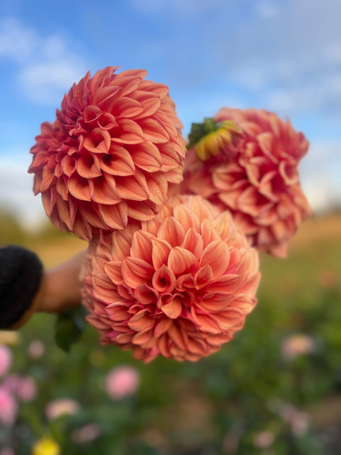 Orange Globe Dahlia