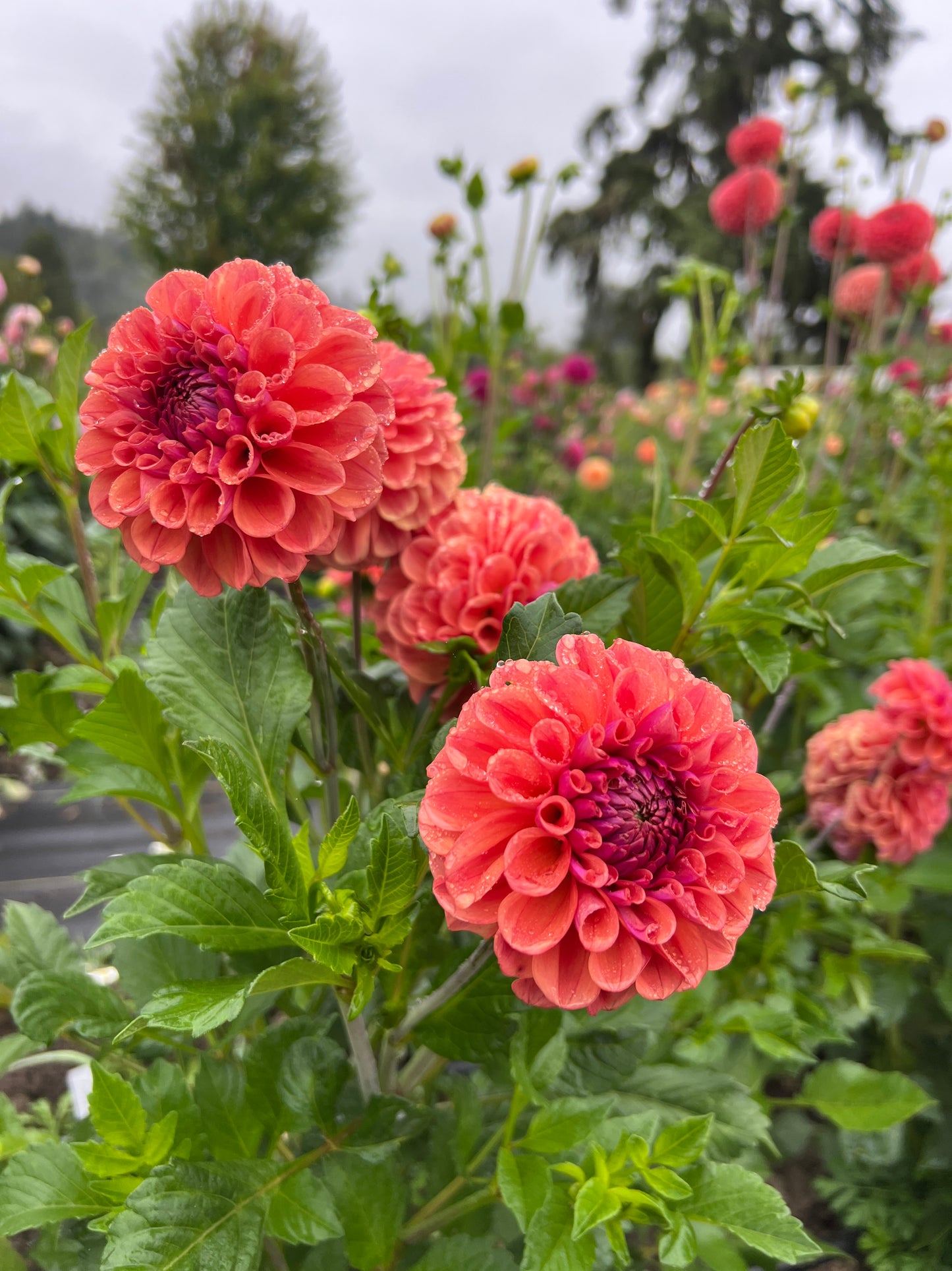 Chewy Dahlia