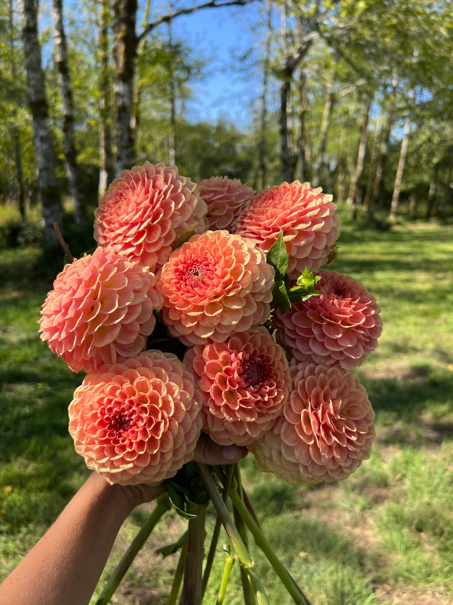 20th Ave Softer Peach