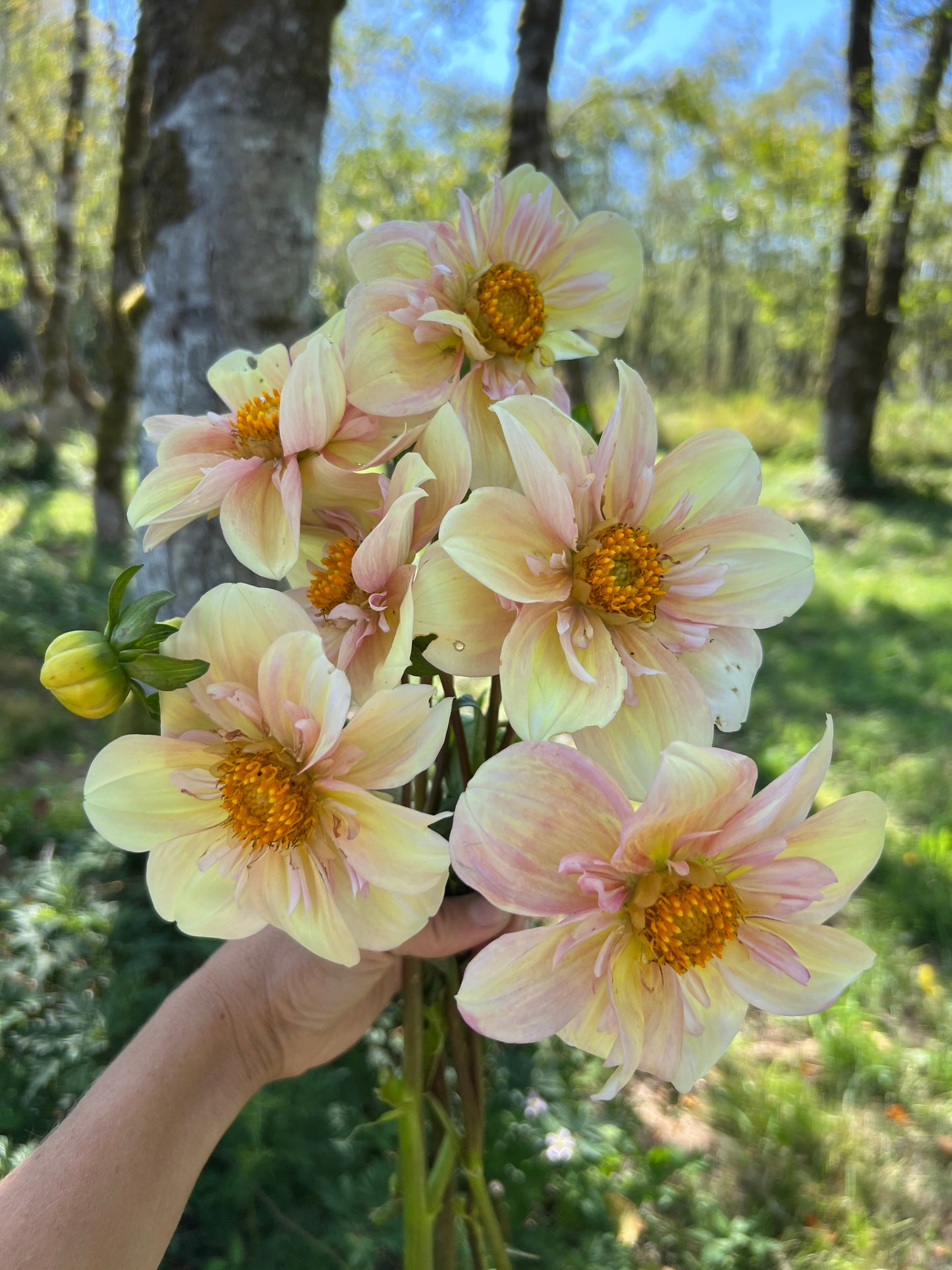 Apple Blossom Dahlia
