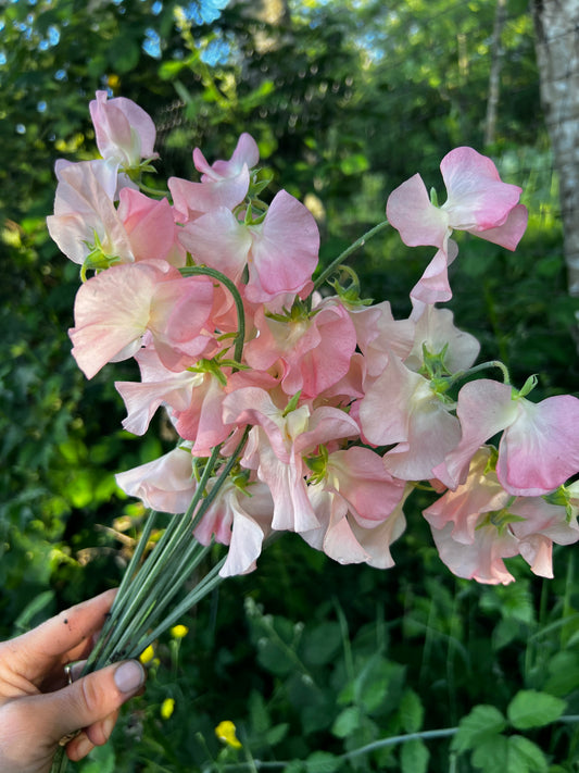 Sweet Pea 'Spring Sunshine Nancy'