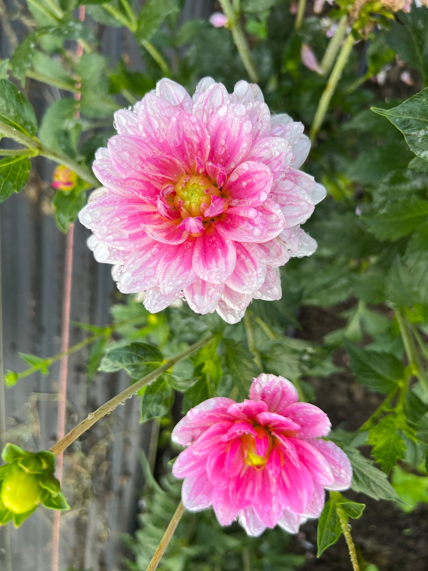 Gerrie Hoek Dahlia