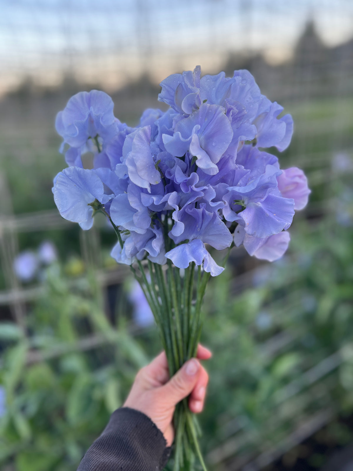 Sweet Pea 'Charlie’s Angel'