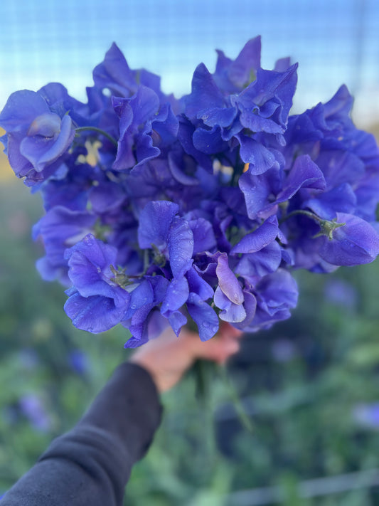 Sweet Pea 'Noel Sutton'
