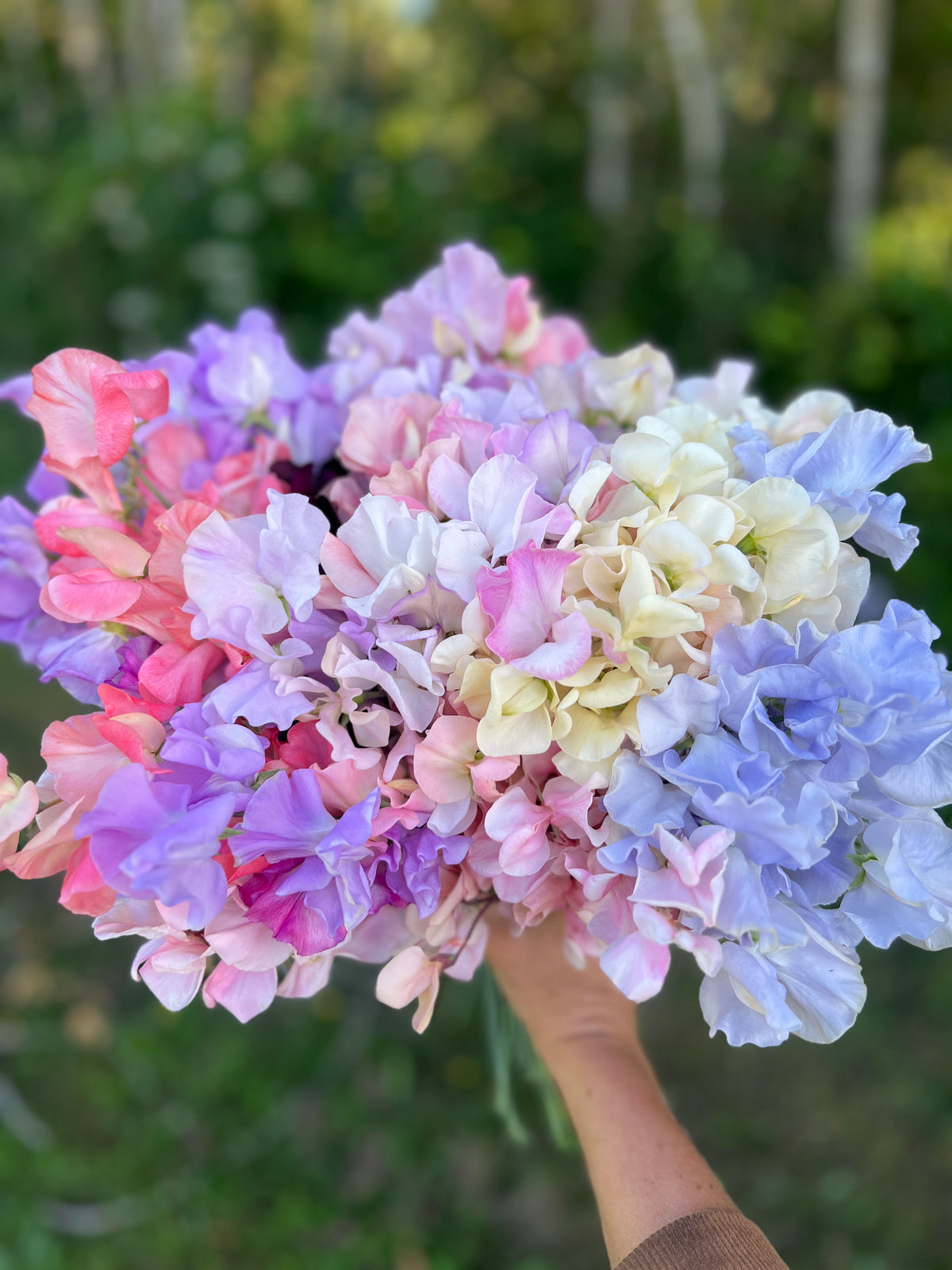 Sweet Pea Collection - All 36 Varieties