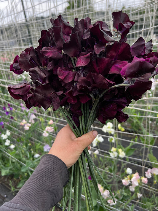 Sweet Pea 'Spring Sunshine Burgundy'